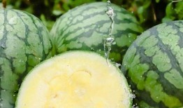 红料吃瓜爆料最新进展视频,最新进展视频深度解析